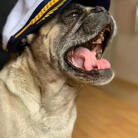 Käpt'n Pugs Kajüte Auf Rügen